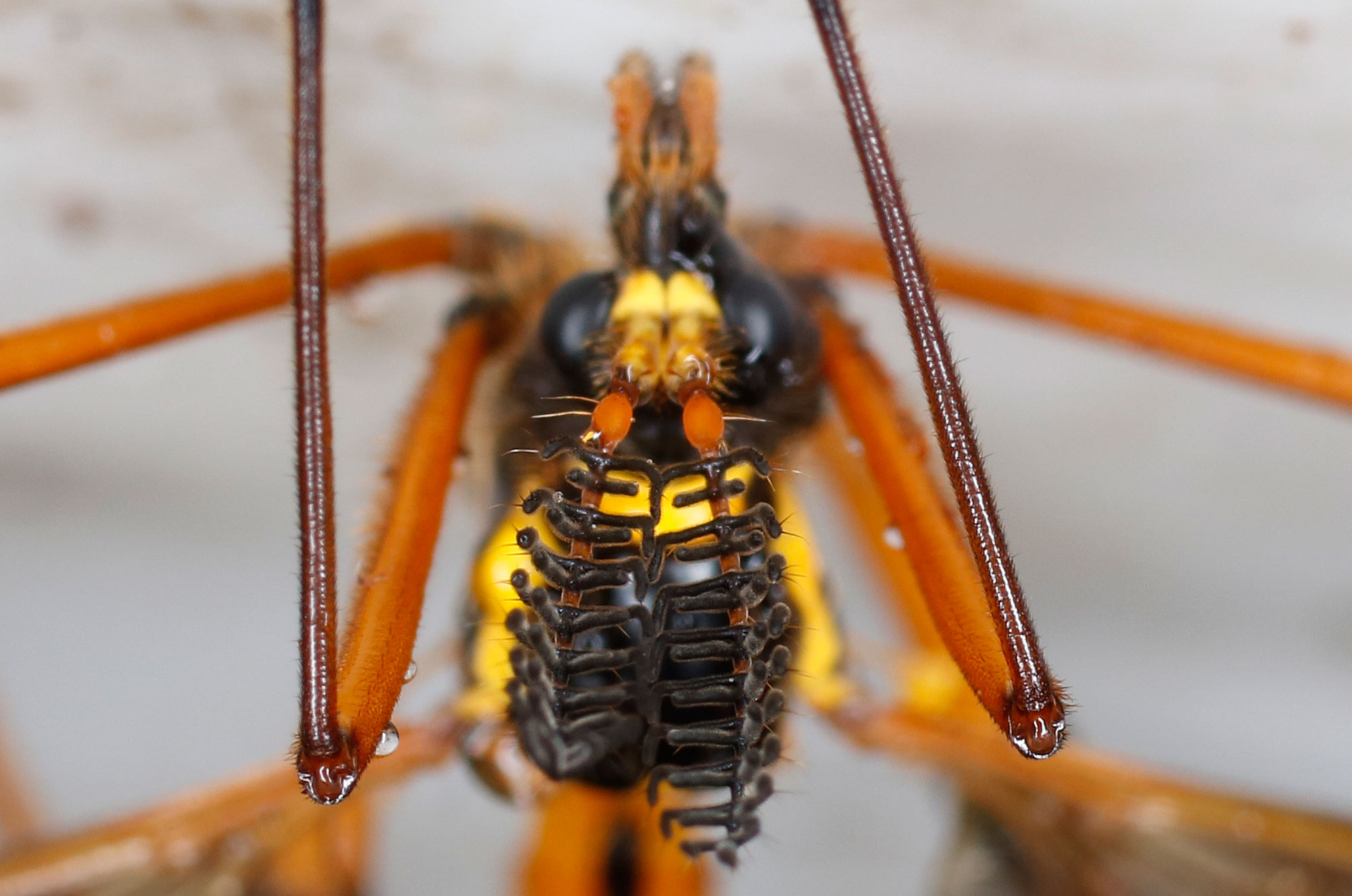 Tipulidae: Ctenophora elegans, maschio